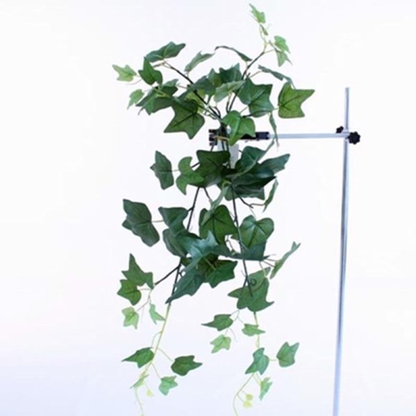 ENGLISH IVY HANGING BUSH GREEN