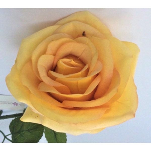 TEA ROSE SINGLE STEM YELLOW