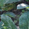 SHEDMATES GARDEN NETTING 3M X 2M