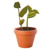 MAGIC BEAN GROW SET