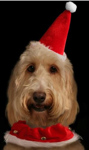 SANTA HAT COLLAR PET SET CHRISTMAS
