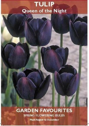 PACK OF 5 TULIP QUEEN OF THE NIGHT SPRING FLOWERING GARDEN BULBS