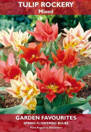 PACK OF 6 TULIP ROCKERY MIXED SPRING FLOWERING GARDEN BULBS