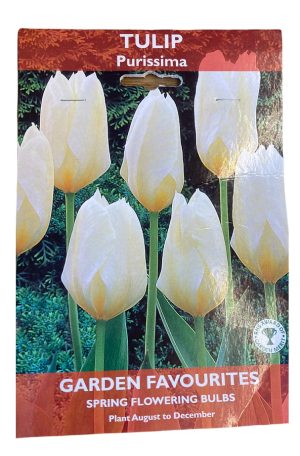 PACK OF 5 TULIP PURISSIMA SPRING FLOWERING GARDEN BULBS