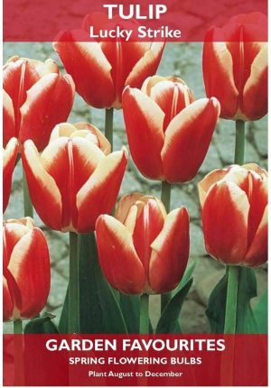 PACK OF 5 TULIP LUCKY STRIKE SPRING FLOWERING GARDEN BULBS`
