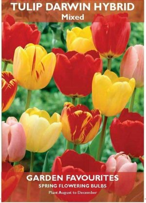 PACK OF 6 TULIP DARWIN HYBRID MIXED SPRING FLOWERING GARDEN BULBS