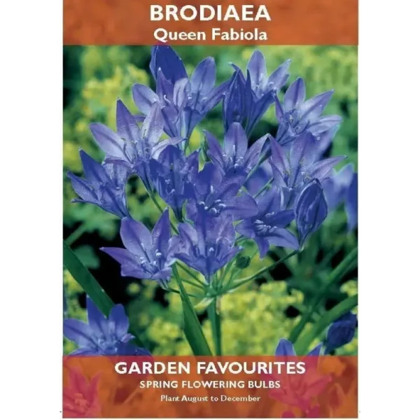 PACK OF 15 GARDEN SPRING FLOWERING DE REE BRODIAEA QUEEN FABIOLA BULBS