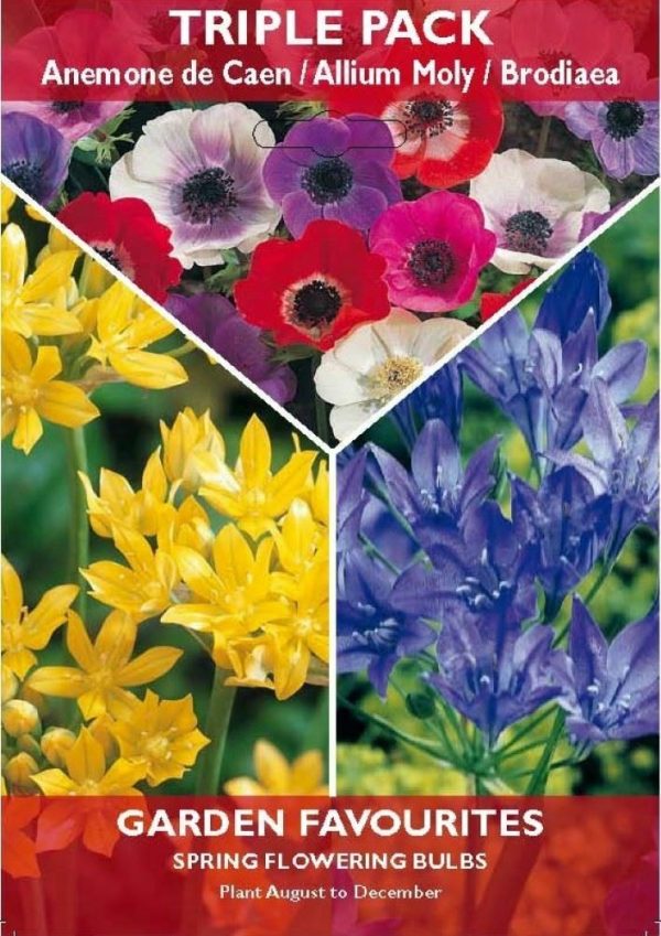 TRIPLE PACK OF ANEMONE ALLIUM BRODIAEA GARDEN SPRING FLOWERING BULBS