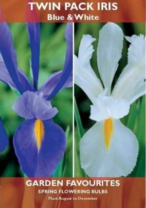 TWIN PACK IRIS BLUE & WHITE SPRING FLOWERING GARDEN BULBS