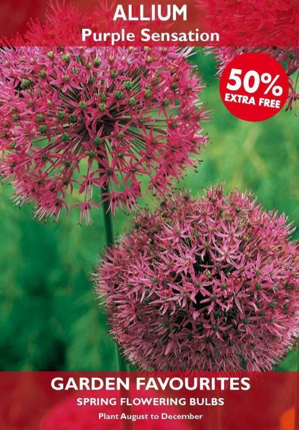 PACK OF ALLIUM PURPLE SENSATION SPRING FLOWERING GARDEN BULBS