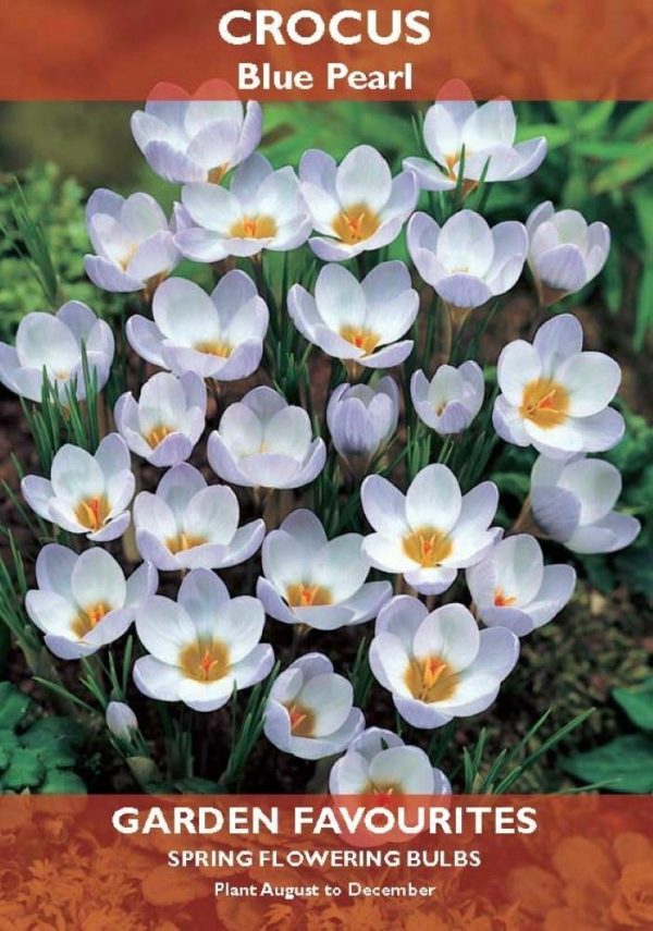 PACK OF 8 CROCUS BLUE PEARL SPRING FLOWERING BULBS AUTUMN PLANTING