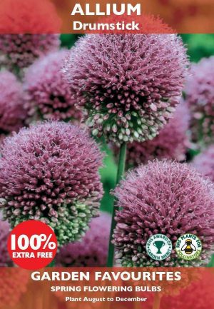 PACK OF ALLIUM DRUMSTICK SPRING FLOWERING BULBS 30 FOR THE PRICE OF 15