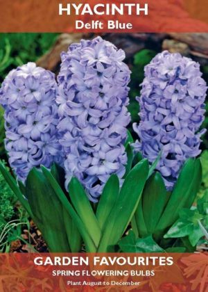 SPRING FLOWERING BULBS GROW YOUR OWN HYACINTH DELFT BLUE
