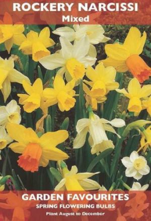 PACK OF 6 DAFFODIL ROCKERY NARCISSI MIXED SPRING FLOWERING GARDEN BULBS