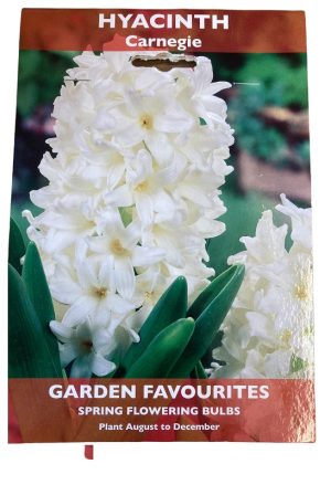 DE REE HYACINTH CARNEGIE 2 BULBS