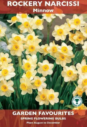 PACK OF 6 ROCKERY NARCISSI MINNOW DAFFODIL SPRING FLOWERING BULBS