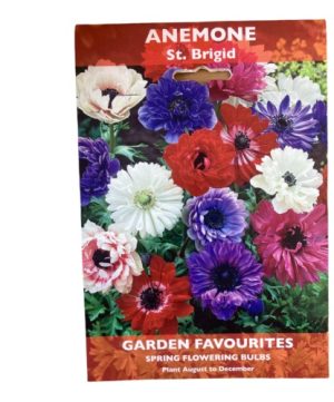 DE REE ANEMONE ST. BRIGID 12 BULBS