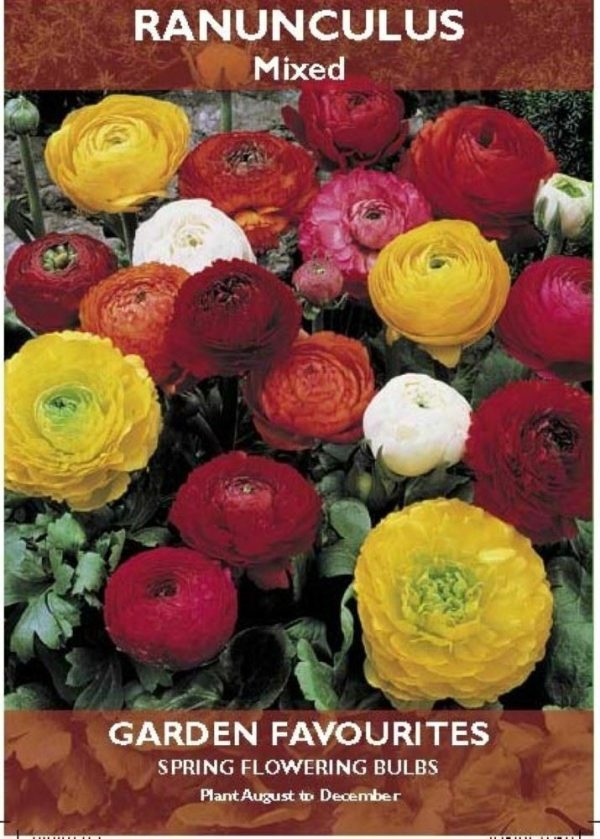 PACK OF 10 RANUNCULUS MIXED SPRING FLOWERING BULBS AUTUMN PLANTING