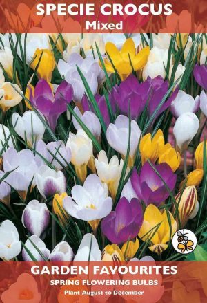 PACK OF 8 SPECIE CROCUS MIXED SPRING FLOWERING BULBS AUTUMN PLANTING