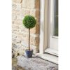 TOPIARY TREE UNO 40CM