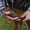 GARDMAN FRESH SPHAGNUM MOSS LARGE PACK