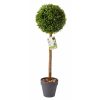 TOPIARY TREE UNO 40CM